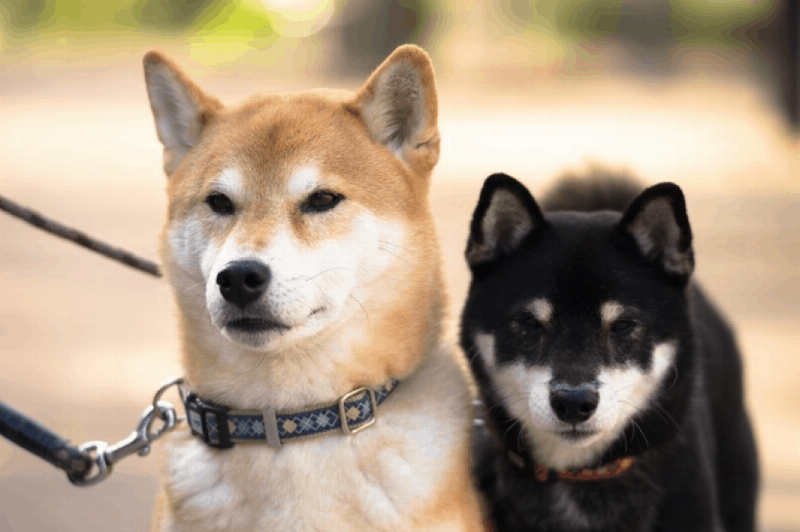 Mức giá tham khảo Shiba Inu