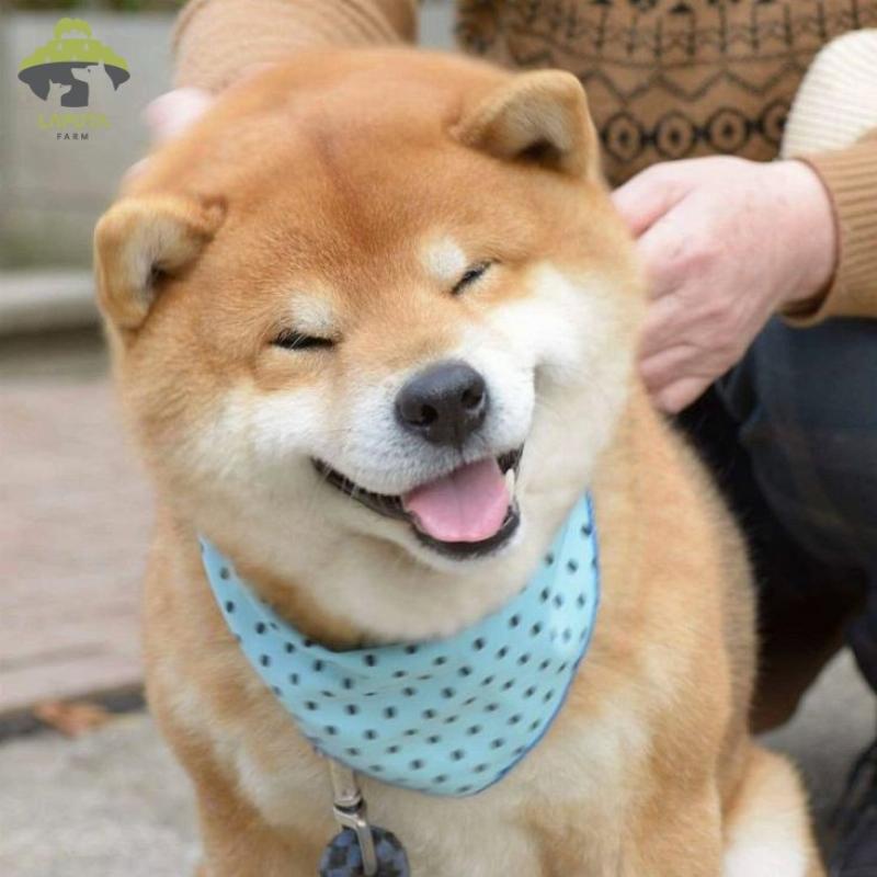 Shiba Inu Nhật xịn giá bao nhiêu?