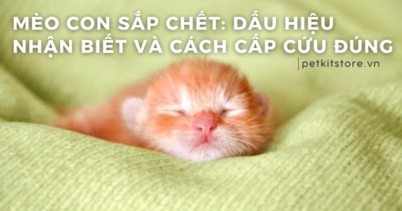 Hinh anh meo me dang nam ngu yen binh cung bay meo con moi sinh trong o de am ap va an toan.