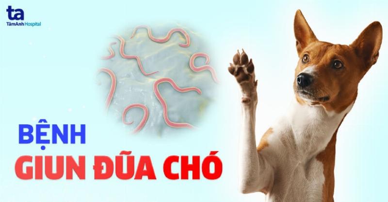 Hình ảnh minh họa các dạng thuốc xổ giun cho chó khác nhau: viên nén, dạng lỏng, và dạng nhỏ gáy, giúp người đọc dễ hình dung.