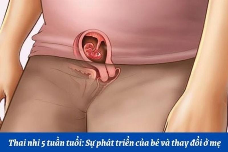 Hình ảnh minh họa các giai đoạn phát triển thai nhi bên trong bụng mèo mẹ