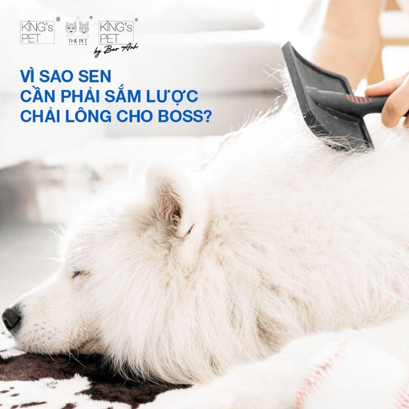 Bo suu tap cac loai luoc chai long meo khac nhau tu luoc kim loai den luoc cao su