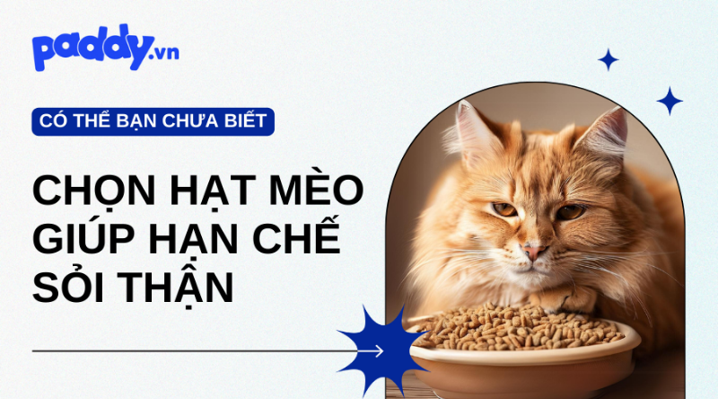 Một kệ hàng đầy đủ các sản phẩm hạt Royal Canin cho chó, với các dòng khác nhau được phân loại rõ ràng, thể hiện sự đa dạng lựa chọn cho người nuôi.