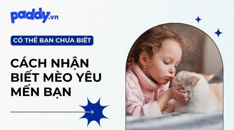 Bàn tay một người nhẹ nhàng vuốt ve bụng chú mèo đang mang thai, thể hiện sự quan tâm và chăm sóc