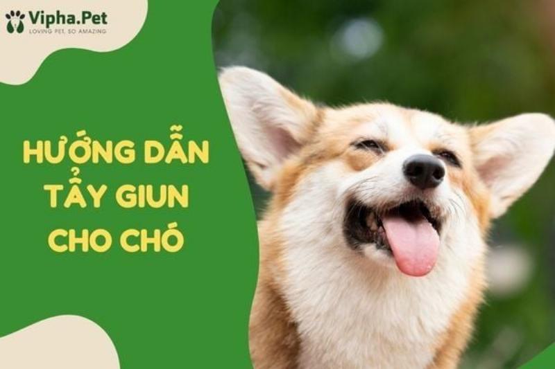 Hình ảnh minh họa các câu hỏi thường gặp về thuốc uống trị ve chó như hiệu quả, thời gian tác dụng, và an toàn cho chó con, dưới dạng bong bóng thoại hỏi đáp