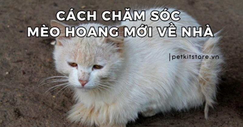 Cây cào móng cho mèo nhốt, thiết bị không thể thiếu trong kỹ thuật nuôi mèo nhốt