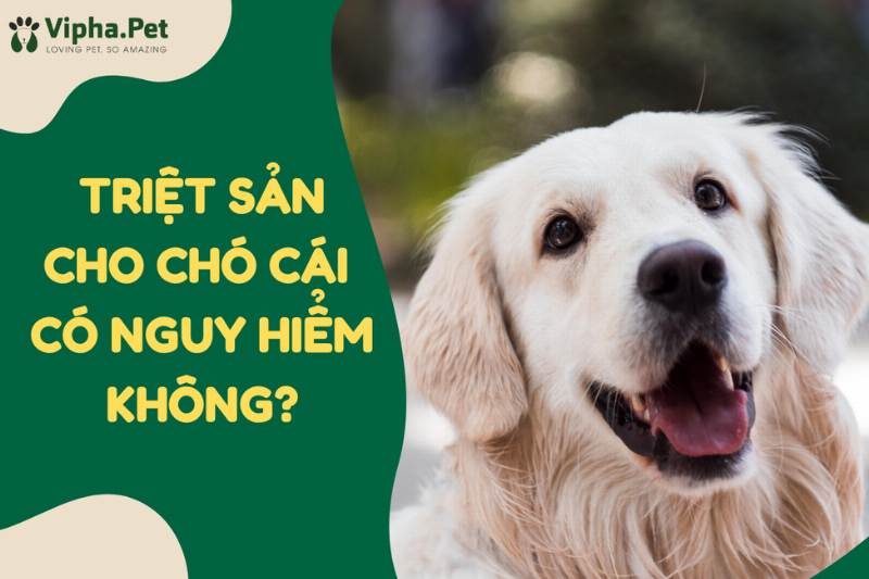 Hinh anh cho cai sau khi phau thuat triet san dang hoi phuc