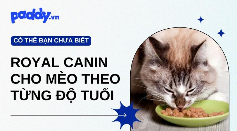 Cho mèo trưởng thành ăn hạt Royal Canin đúng lượng và đủ nước