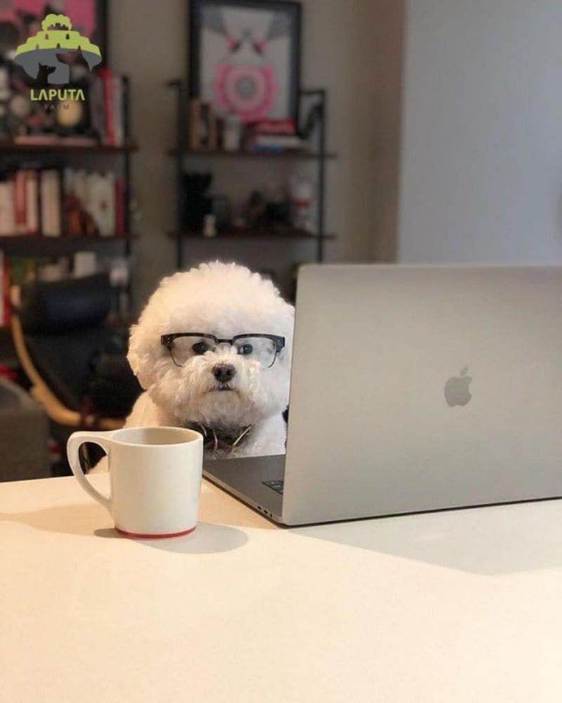 Hình ảnh một chú chó Poodle con khỏe mạnh, lanh lợi đang chơi đùa, có thể có yếu tố gợi ý về nguồn gốc uy tín (ví dụ: khung cảnh sạch sẽ, có người chăm sóc chu đáo trong ảnh)