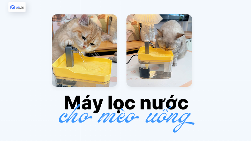 Bảng so sánh các yếu tố cần cân nhắc khi chọn máy uống nước cho mèo (chất liệu, dung tích, bộ lọc, độ ồn).