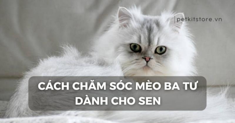 Mot chu meo Ba Tu long dai dang duoc mot nguoi cham soc nhe nhang chai long