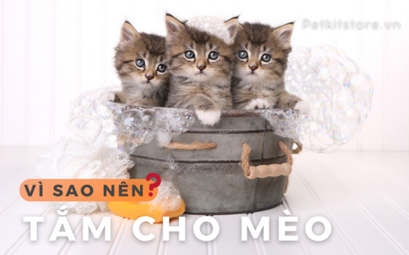 Hình ảnh minh họa các vật dụng cần chuẩn bị trước khi tắm mèo, bao gồm sữa tắm chuyên dụng, khăn tắm, ca múc nước, bông gòn, và đồ chơi
