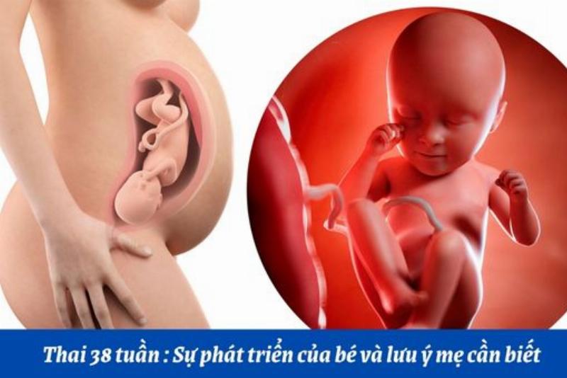 Hinh anh mot o de am cung da duoc chuan bi san sang cho meo sap sinh