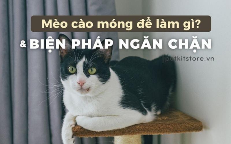 Hình ảnh một chú mèo đang cào cấu vào ghế sofa hoặc đồ nội thất khác, thể hiện sự nhàm chán hoặc thiếu công cụ cào móng phù hợp.