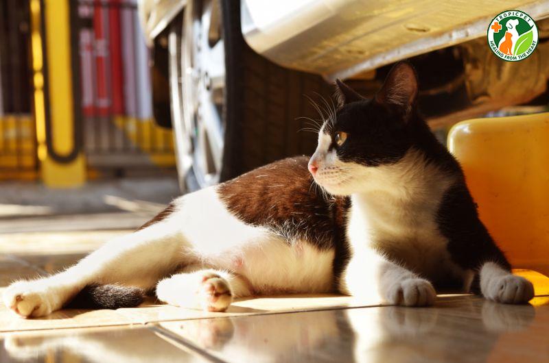 Nhận biết các dấu hiệu mang thai sớm ở mèo, bao gồm núm vú hồng lên
