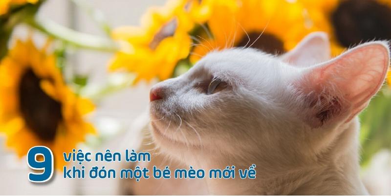 Một chú chó hoặc mèo đang rụt rè ngửi ngửi hoặc từ từ bước vào chiếc túi vận chuyển chó mèo đang mở cửa, đặt trên sàn nhà.