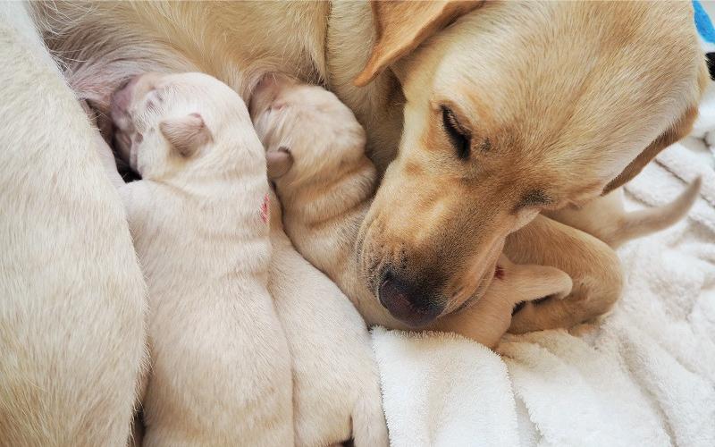 Giữ ấm là yếu tố sống còn đối với chó con mới sinh, đặc biệt khi không có mẹ.