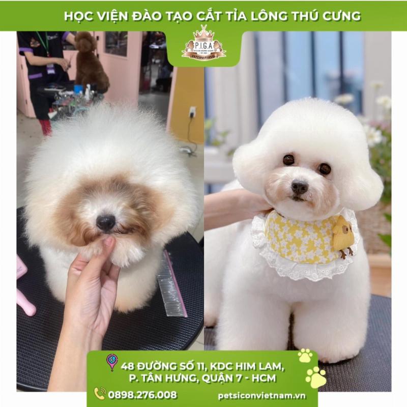 Mot groomer chuyen nghiep dang giup cat bo phan long meo bi bet cuc bo