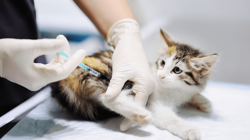 Người chủ đang nhẹ nhàng cho chó mèo uống thuốc xổ giun dạng lỏng bằng ống tiêm