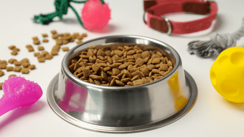 Mèo trưởng thành khỏe mạnh nhờ chế độ ăn Royal Canin phù hợp