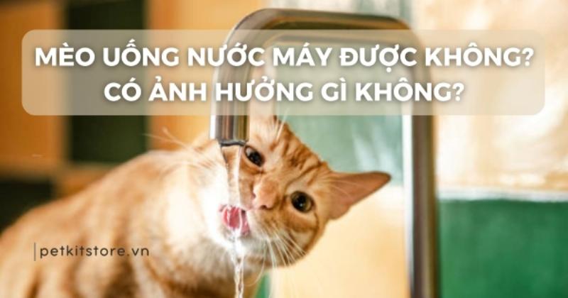 Máy phun nước tự động giúp khuyến khích mèo nhốt uống đủ nước