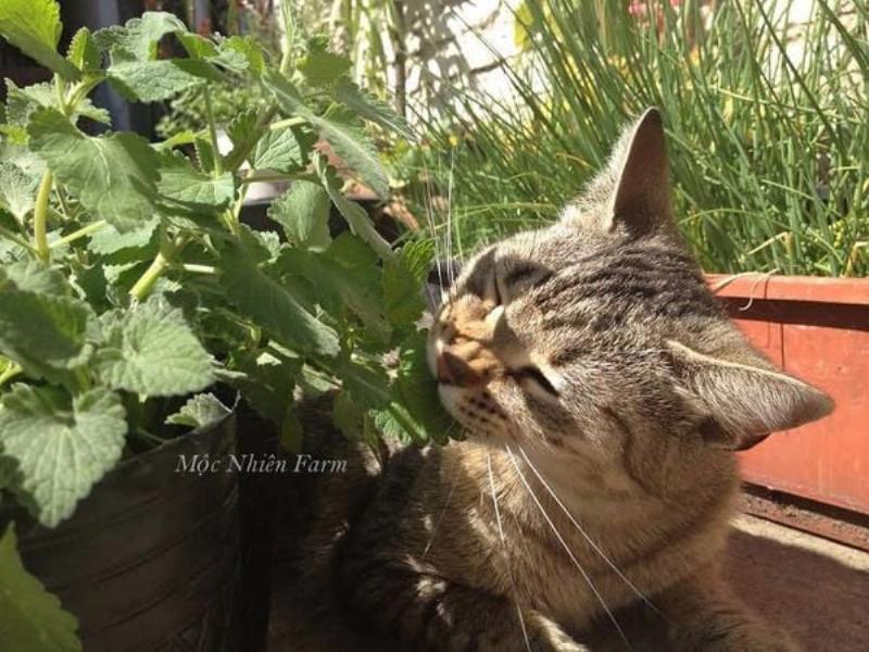 Một chú mèo tabby đang vui vẻ nhấm nháp cỏ mèo tươi trong chậu, thể hiện sự thích thú và bản năng tự nhiên