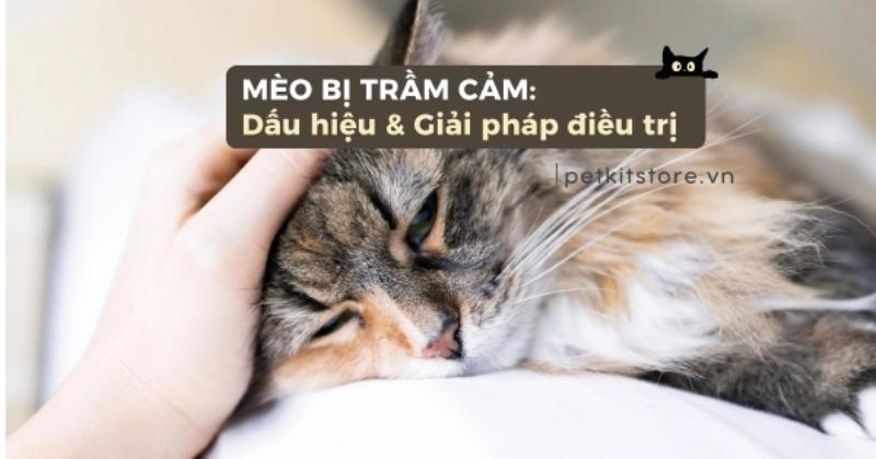Khuon mat mot chu meo bieu cam buon ba hoac lo lang sau khi duoc cao long
