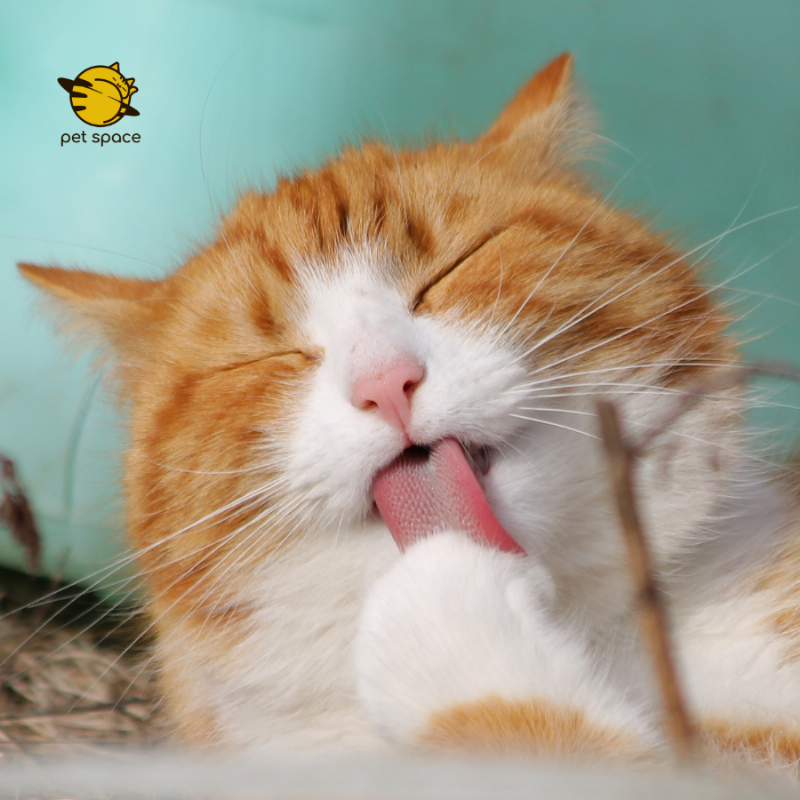Một chú mèo khỏe mạnh, vui vẻ đang chơi đùa