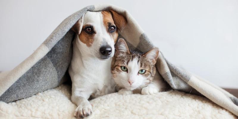 Mèo lờ đờ mệt mỏi là dấu hiệu cần lưu ý khi mèo ói ra dịch vàng