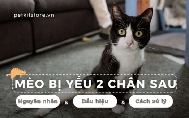 Một chú mèo đang ngồi thư thái bên cạnh chậu cỏ mèo tươi tốt, thể hiện sự bình yên và thoải mái