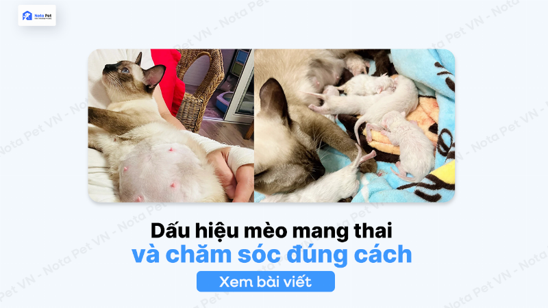 Hinh anh can canh num vu cua meo sap de sung to, do hon va co the thay sua ri ra, mot cach nhan biet meo sap de bang thay doi the chat ro ret.