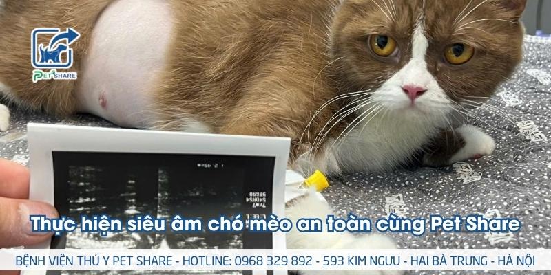 Bac si thu y dang tham kham va sieu am cho meo dang mang thai