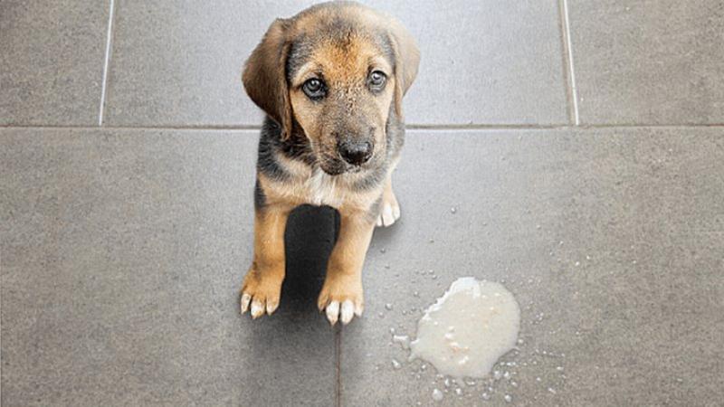 Lựa chọn thức ăn dễ tiêu hóa giúp phòng ngừa mèo ói dịch vàng