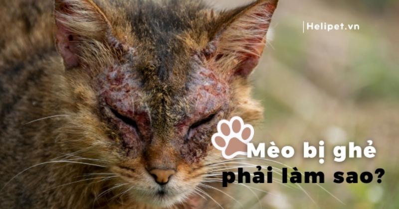 Các loại thuốc, dầu gội và sản phẩm hỗ trợ điều trị các bệnh da liễu như chó xà mâu là gì