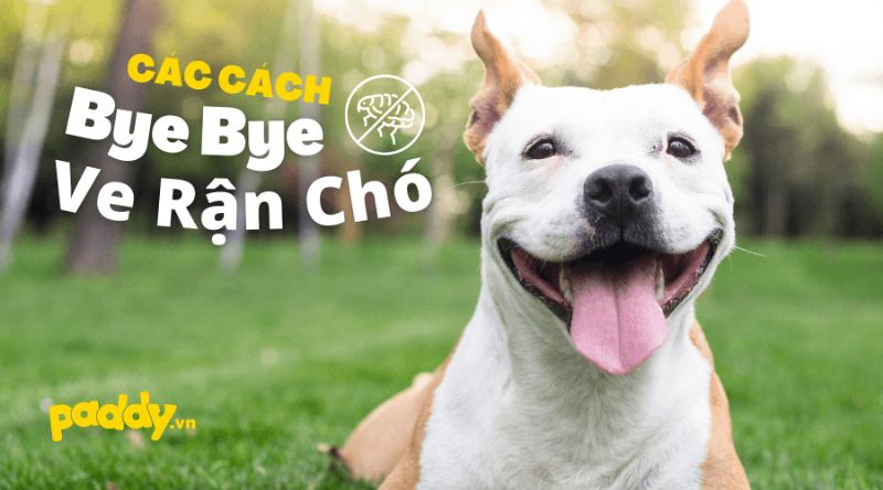 Biểu đồ so sánh ưu điểm của thuốc uống trị ve chó so với các phương pháp trị ve rận khác như thuốc nhỏ gáy, vòng cổ và tắm trị ve, nhấn mạnh sự tiện lợi và hiệu quả lâu dài