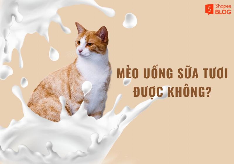 Hình ảnh minh họa các loại thức ăn khác nhau cho mèo con, bao gồm sữa KMR, pate và hạt khô, thể hiện sự đa dạng lựa chọn.