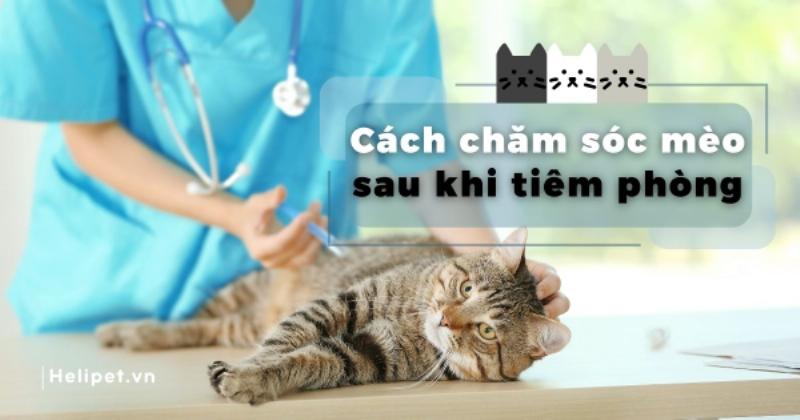 Chủ nuôi đang nhẹ nhàng vuốt ve và kiểm tra vị trí tiêm trên người chú mèo cái, thể hiện sự chăm sóc và theo dõi sau khi tiêm thuốc triệt sản