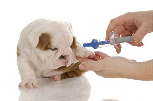 Tiêm vaccine phòng bệnh lepto ở chó