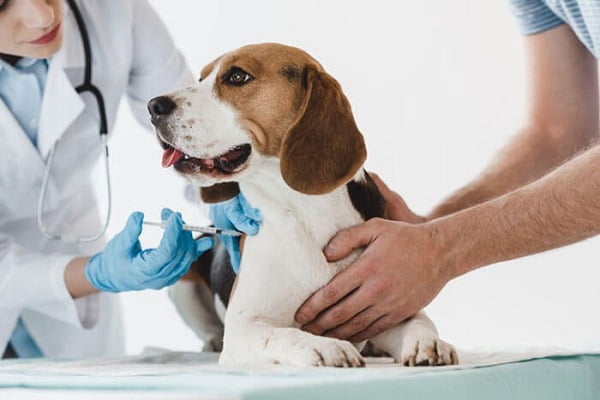 Đưa chó đến cơ sở thú y để được chẩn đoán