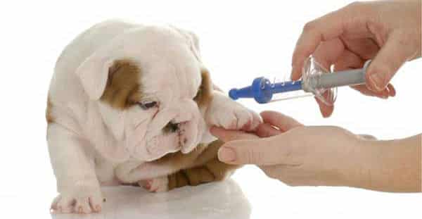 Tiêm phòng để phòng ngừa bệnh Parvo ở chó