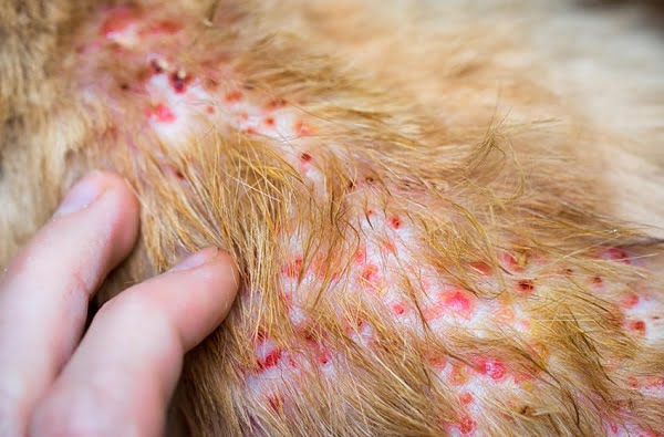 Phát ban mẩn đỏ là triệu chứng của bệnh viêm da ở chó