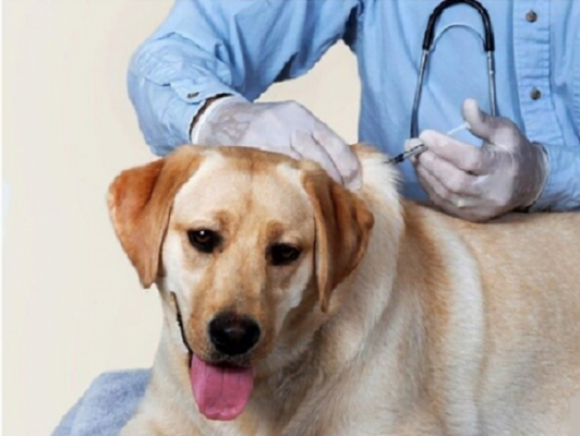 Bơm nước cho chó bằng kim tiêm để điều trị bệnh