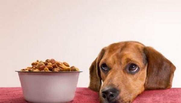 Ăn phải thức ăn ôi thiu là một nguyên nhân bệnh viêm đường ruột ở chó