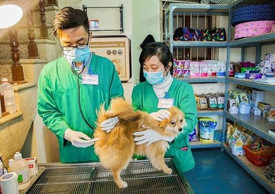 Nếu chó bị bệnh nặng nên đưa đến các bác sỹ thú y điều trị kịp thời