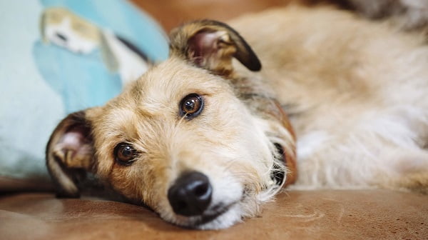Nếu bạn không biết cách hạ sốt cho chó khi sốt nặng hãy đưa đến bác sĩ  thú y nhé