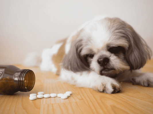 Cách chữa bệnh viêm đường ruột ở chó bằng thuốc đặc trị