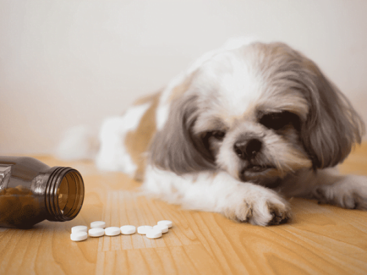 Dùng thuốc kháng sinh để chữa chứng chướng bụng ở chó