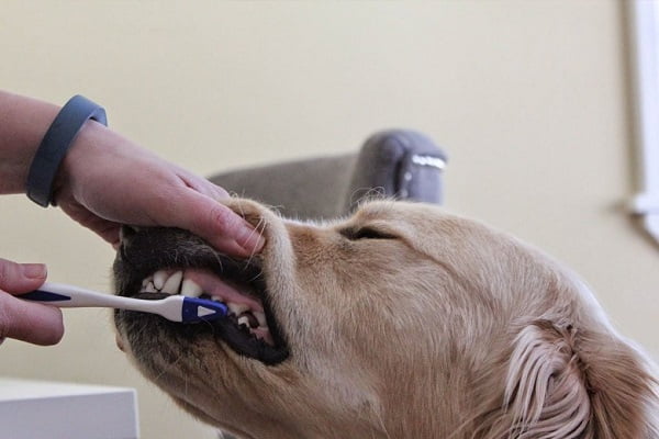 Chải răng cho chó như thế nào?