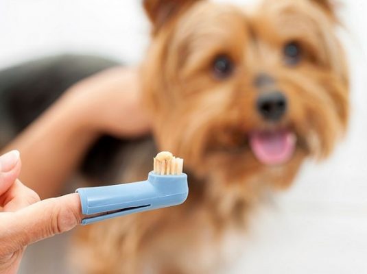 Bàn chải dành cho chó thường sẽ bé hơn phù hợp khoang miệng của cún