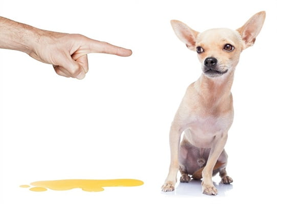 Áp dụng quy tắc “thưởng - phạt” với chó